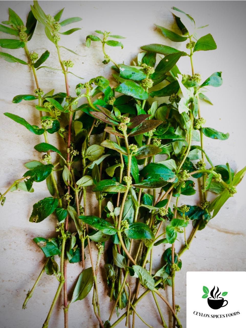 10オンス以上のユーフォルビアヒルタ乾燥喘息植物量を選択してください - Etsy 日本