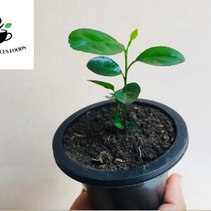 Puede incluir: Una peque&ntilde;a planta en maceta con hojas verdes vibrantes y un tallo delgado. La planta est&aacute; en una maceta de pl&aacute;stico negro llena de tierra oscura. La imagen incluye un logotipo que dice "CEYLON SPICES FOODS" con una taza de caf&eacute; y hojas.