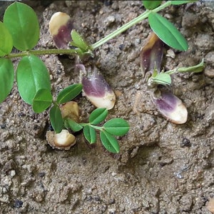 Graines de cacahuètes, cacahuètes anciennes, cacahuètes de Virginie, quantité sélectionnée image 6