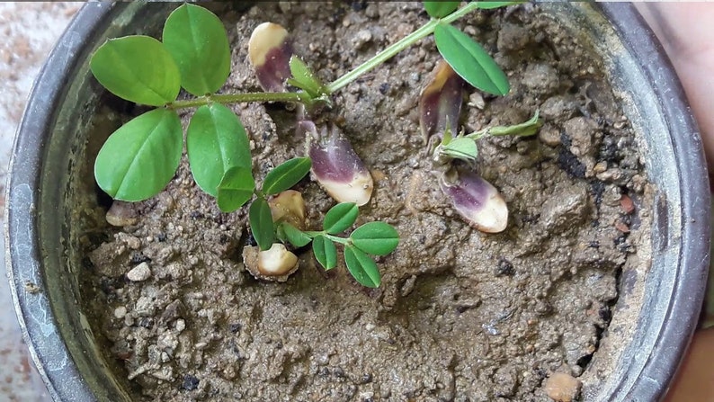 Graines de cacahuètes, cacahuètes anciennes, cacahuètes de Virginie, quantité sélectionnée image 6