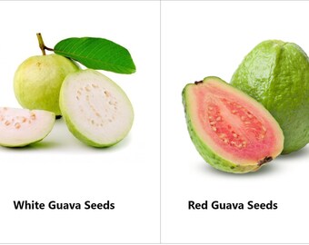 Red & White Guava Seeds, 100% Pure Natural Guava seeds grow your own gardening.