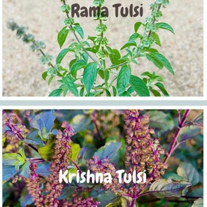 Semi di Tulsi Krishna e Rama Basilico Sacro Ocimum Sanctum