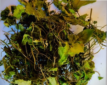 Hojas secas de guaco, Mikania cordifolia, productos silvestres