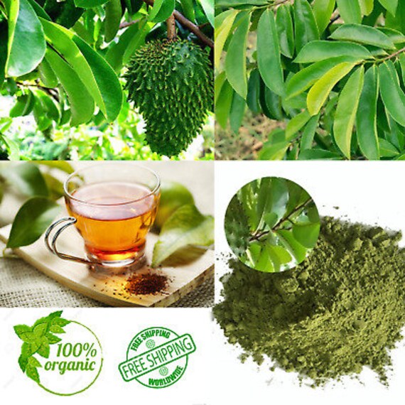 Hojas de guanábana orgánicas en polvo Annona muricata seca Etsy España