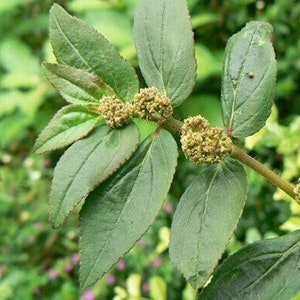 Euphorbia Hirta, Dried Asthma Plant, Chan Garden Spurge For Herbs, 100% Non GMO, Vey Rare find, WILDCRAFTED HERBS image 2