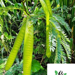 White Popinac Seeds Leucaena Leucocephala for Gardening