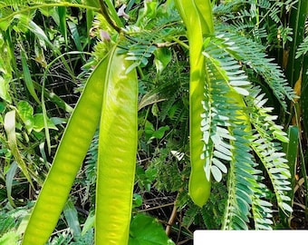 Può includere: Primo piano di tre lunghi baccelli verdi appesi a un ramo. I baccelli sono circondati da una lussureggiante vegetazione verde.