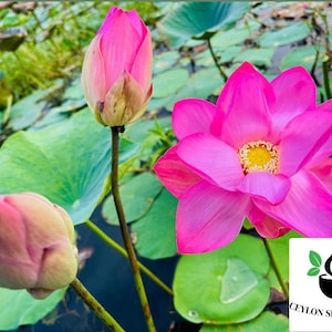 20+ Nelumbo nucifera seeds pack, Sacred Lotus Plant seeds, Pink Lotus Seeds, Germination tested