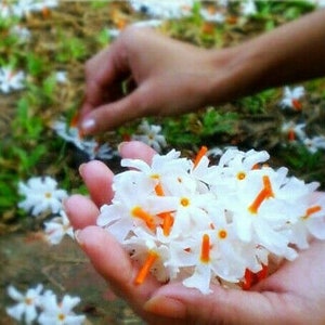 50+ Coral Jasmine Seeds, Nyctanthes Arbor-tristis, Night Flowering, Select Seeds Amount