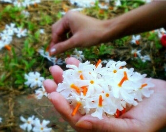 50+ Nyctanthes Arbor-tristis, Night Flowering Coral Jasmine Seeds, Free shipping, Select Seeds Amount