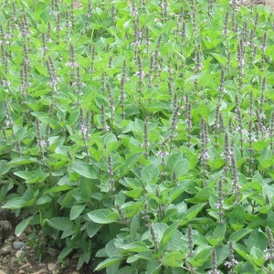 Rama Tulsi seeds, Ocimum sanctum, Ocimum tenuiflorum, Lakshmi Tulasi  seeds per pack for home gardening or cultivation