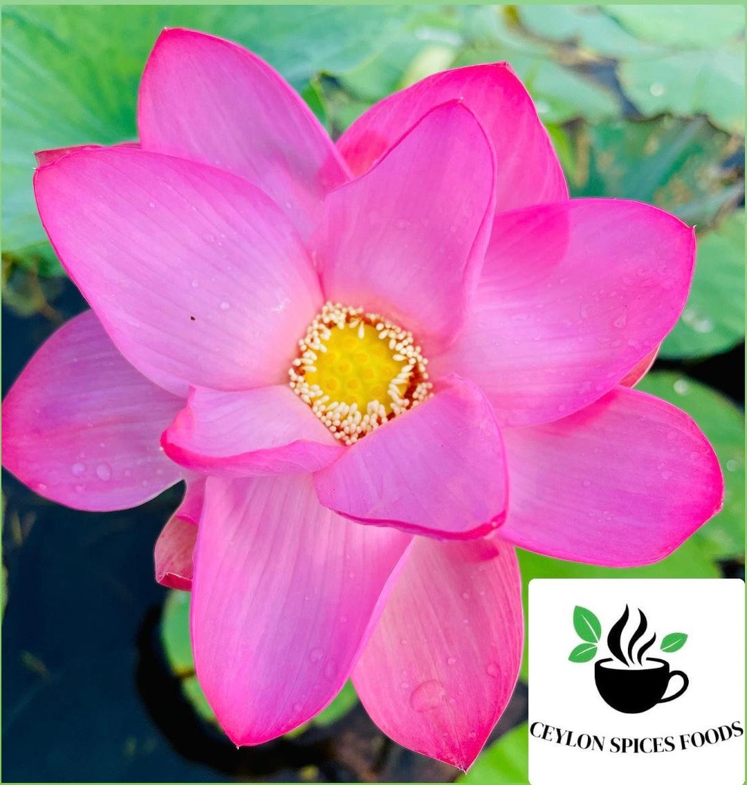 Sacred Lotus Seeds Pink Nelumbo Nucifera, Germination Tested