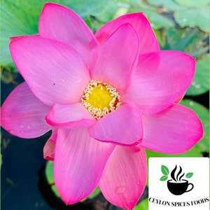500+ Nelumbo nucifera seeds pack, Sacred Lotus Plant seeds, Pink Lotus Seeds, Germination tested, Select the amount