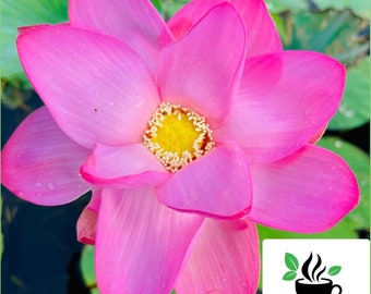 Sacred Lotus Seeds Pink Nelumbo nucifera, Germination Tested