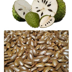 100+ Soursop Seeds,  Annona muricata for home garden, Guanabana Seeds for planting, Select Seeds Amount