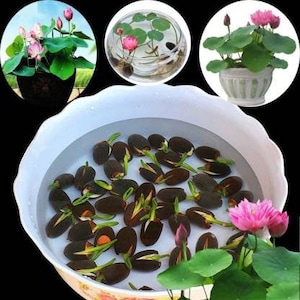 de 500 graines de Nelumbo nucifera Haricot égyptien Lotus sacré Germination testée Sélectionnez la quantité de graines image 1