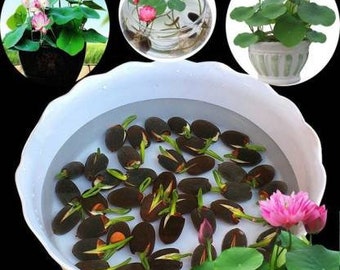 + de 500 graines de Nelumbo nucifera | Haricot égyptien | Lotus sacré | | Germination testée | Sélectionnez la quantité de graines