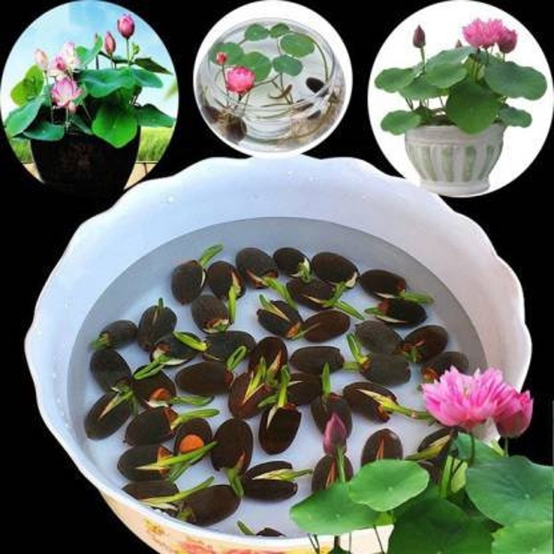 500 Nelumbo nucifera seeds pack Egyptian Bean Sacred Lotus Germination Tested Select Seeds Amount image 1