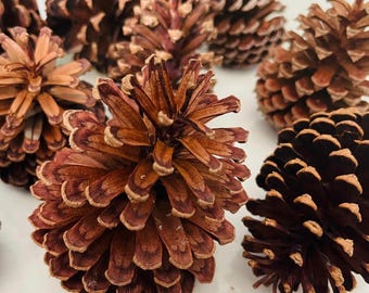 Naturtorkade kottar, rustik skogsdekor, vasfyllningar, gör-det-själv-pyssel