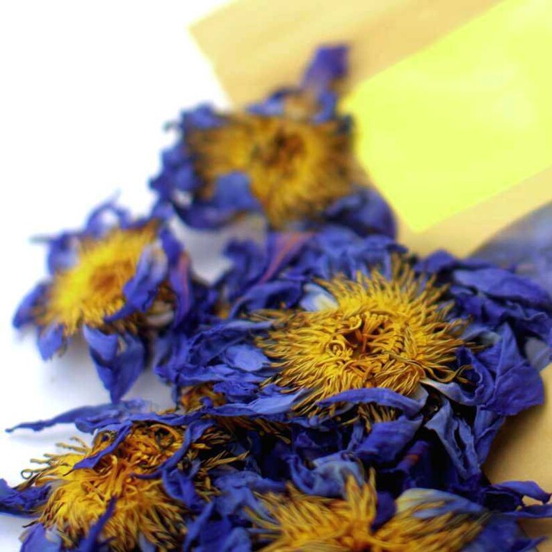 Blue Lotus Flower Blue Lotus Tea Nymphaea Caerulea 100 Etsy