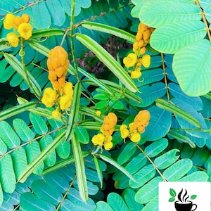 Cassia Senna Alata Leaves, Dried Candlebush Leaves, Dried Candletree leaf