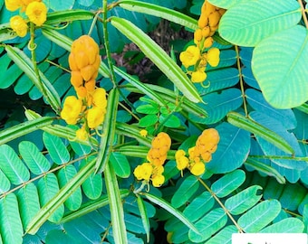 May include: Close-up of a green plant with yellow flowers. The plant has long, thin leaves and the flowers are clustered together in groups of three or four.