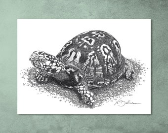 Dosenschildkröte, Tier Illustration, Original Kunstwerk, Federzeichnung, Kunstdruck