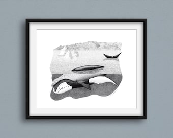 Arctic Whales Art Print: Wildlife Pen & Ink Illustration