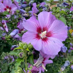 Rose of Sharon, Hibiscus syriacus, Rooted Plant Starts