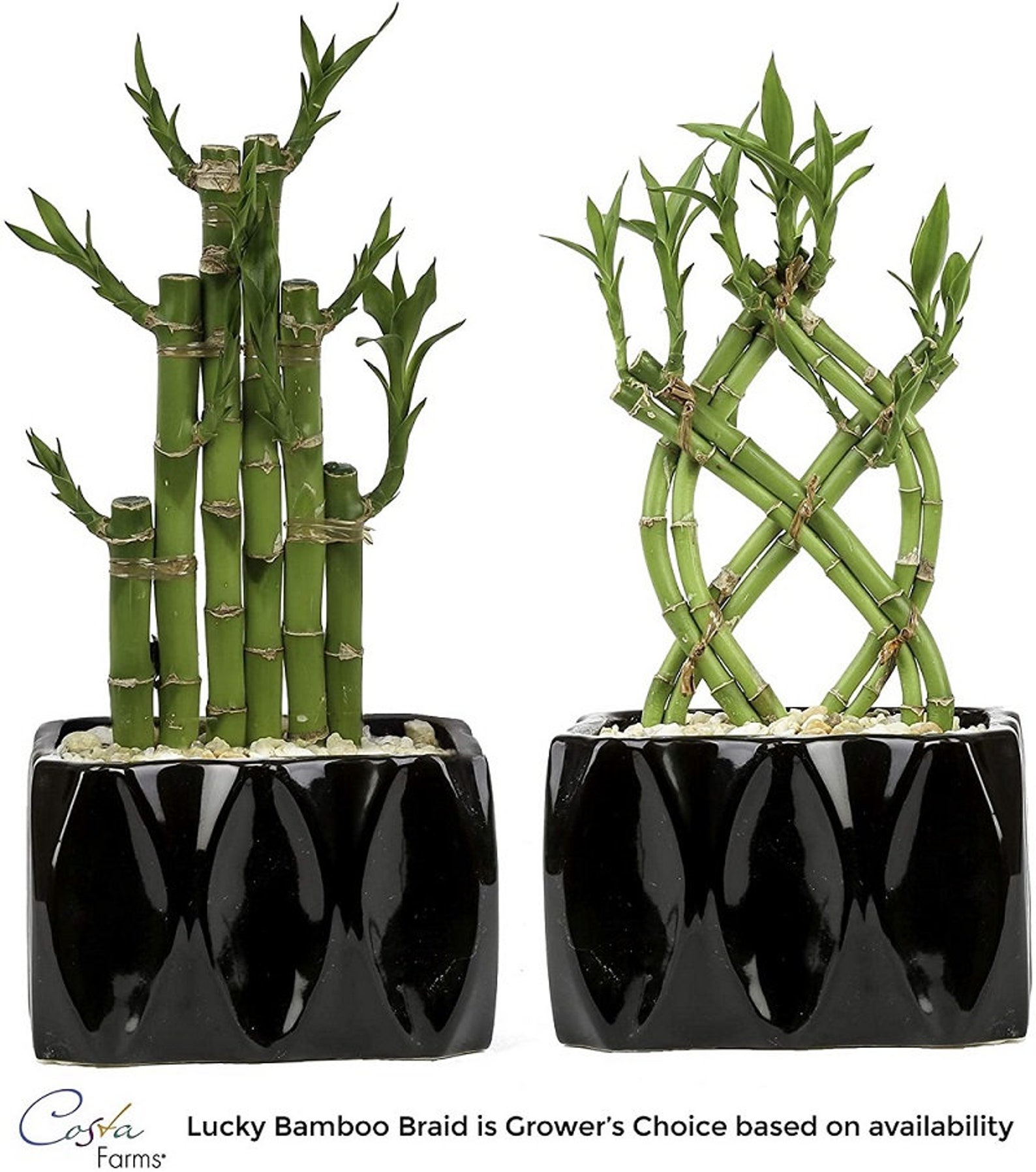 Costa Farms Lucky Bamboo Live Indoor Tabletop Plant in