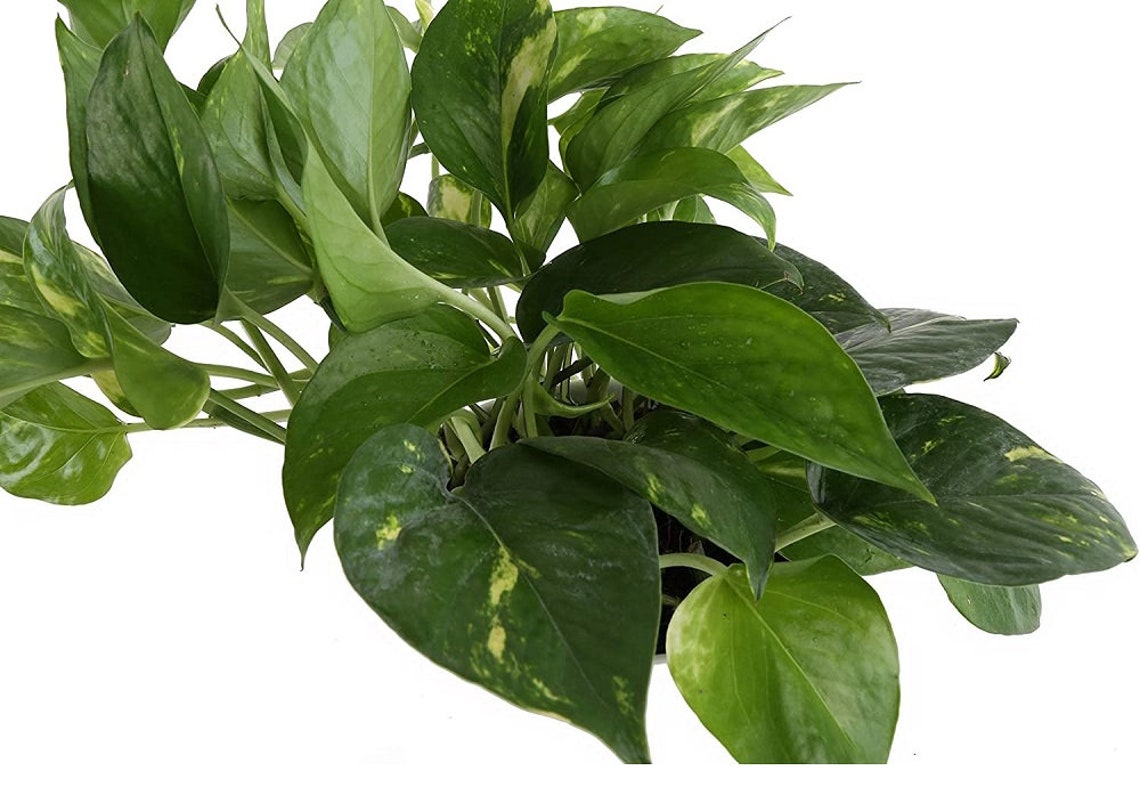 Costa Farms Devil's Ivy Golden Pothos WhiteNatural Etsy