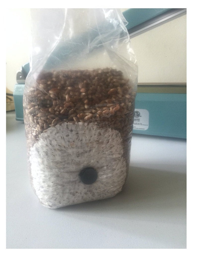 4 X 500 Gram Sterilized Organic Grain Spawn Bag With Etsy
