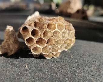 Natural Paper Wasp Nest • Ethically Collected • Hollow Honeycomb Cells • Witchcraft Supply • Curio Collection • Oddities & Curiosities
