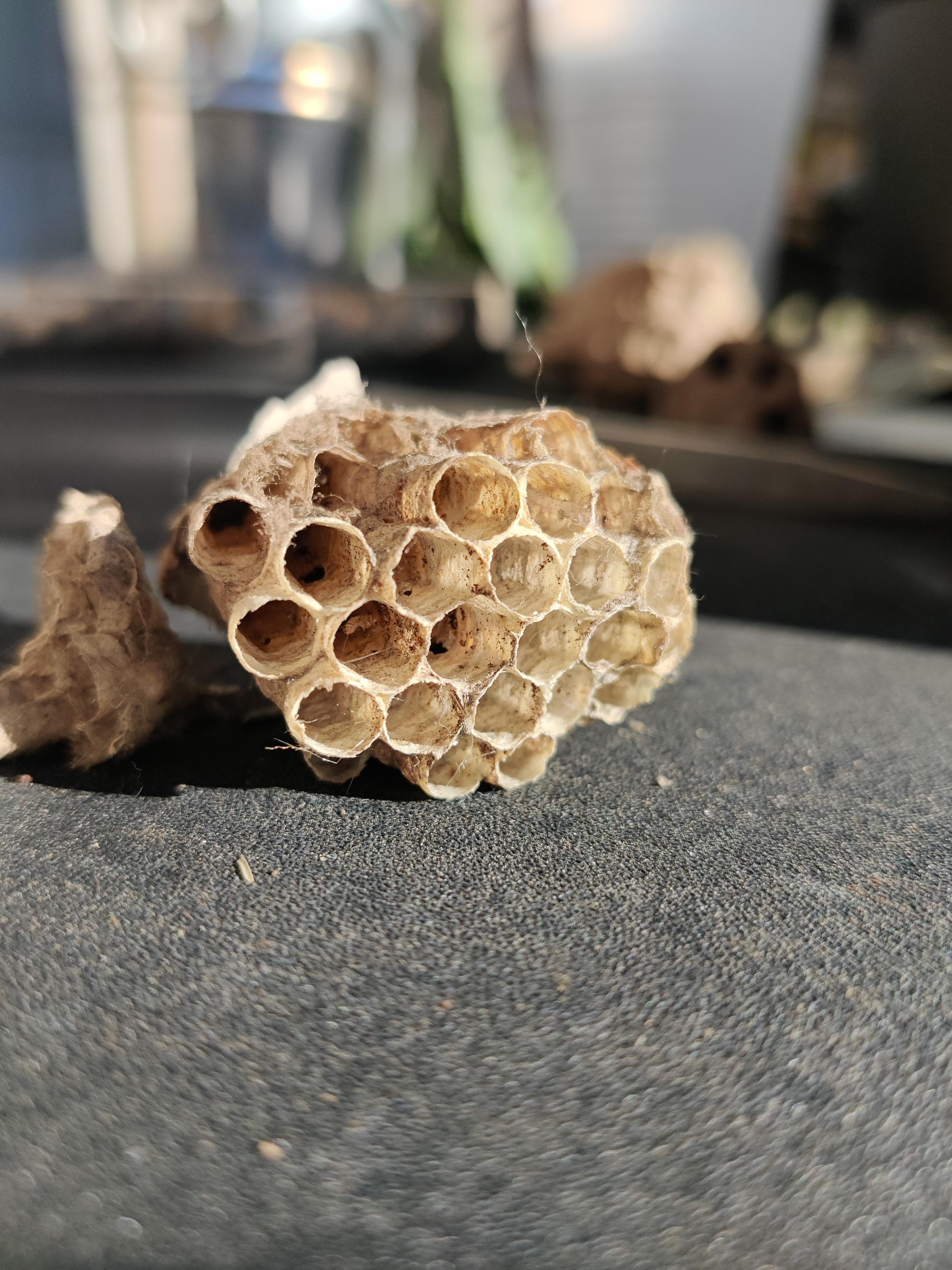 Paper wasp nest - Etsy 日本