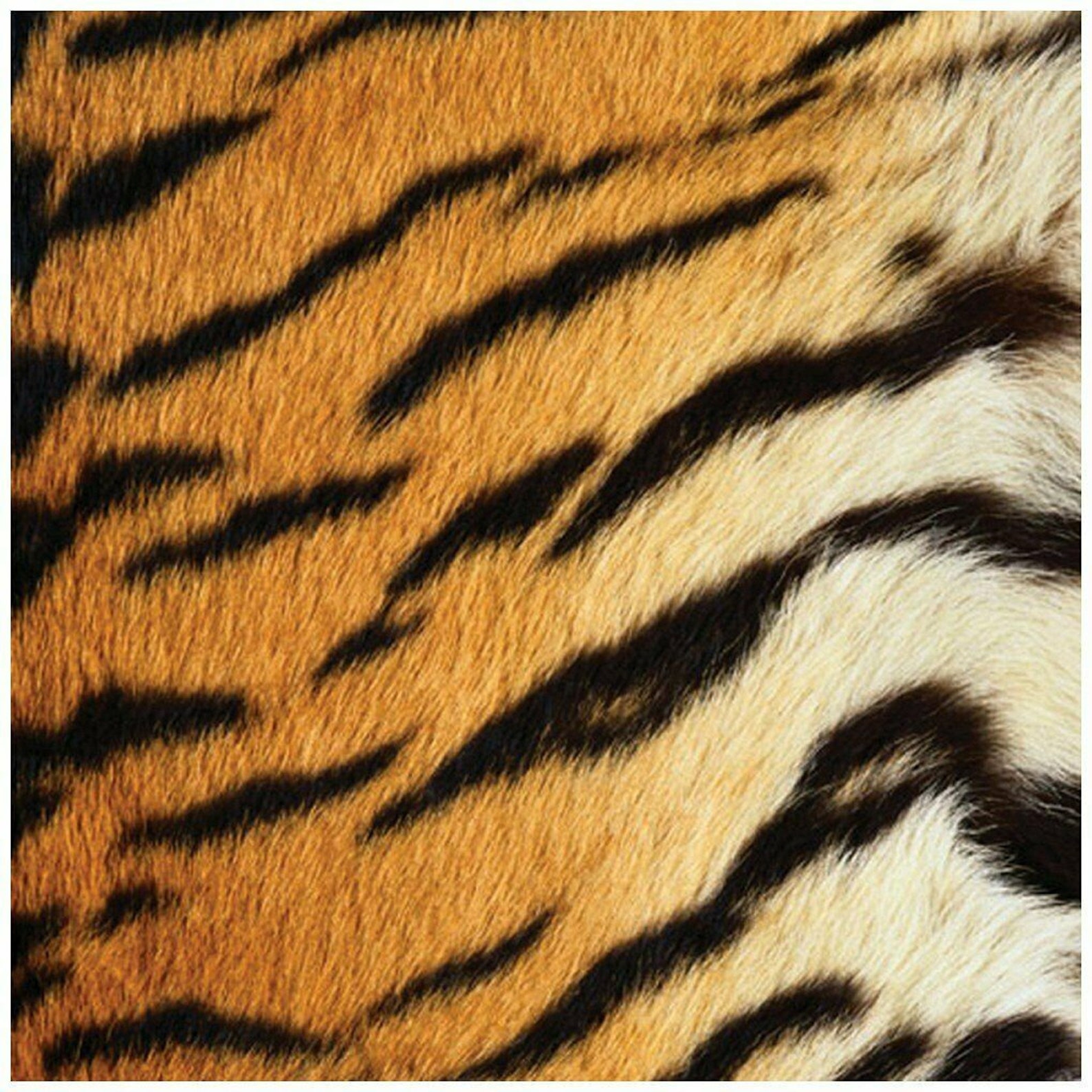 Sugartree 12 X 12 2 Sheets Scrapbooking Paper Tiger Print Single Sided ...