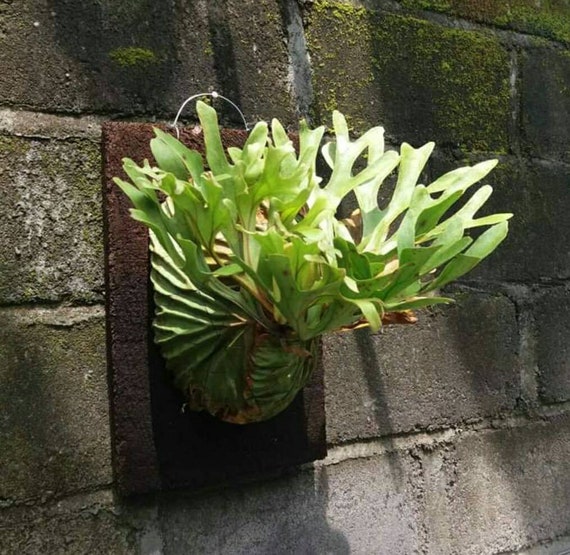 Platycerium Ridleyi Incl Phyto Etsy Hong Kong