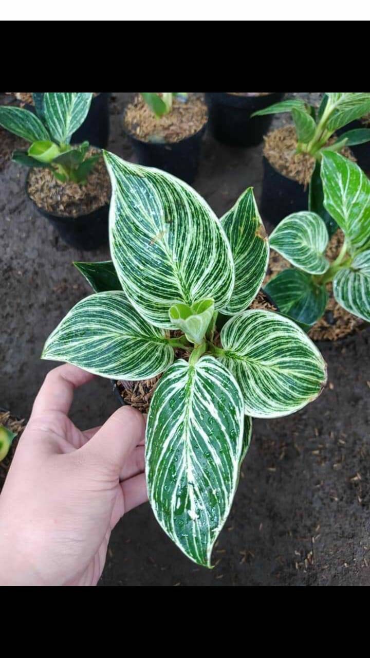 Philo Birkin Tropical Plant FREE PHYTO Etsy