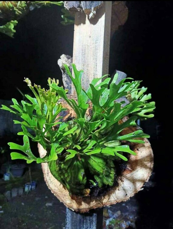 Platycerium Ridleyi Incl Phyto Etsy Hong Kong
