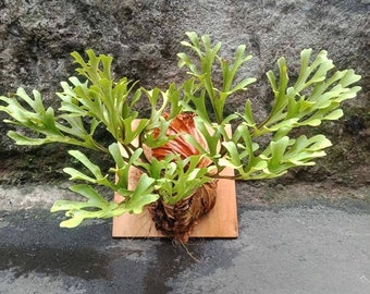 Platycerium Ridleyi Etsy Uk
