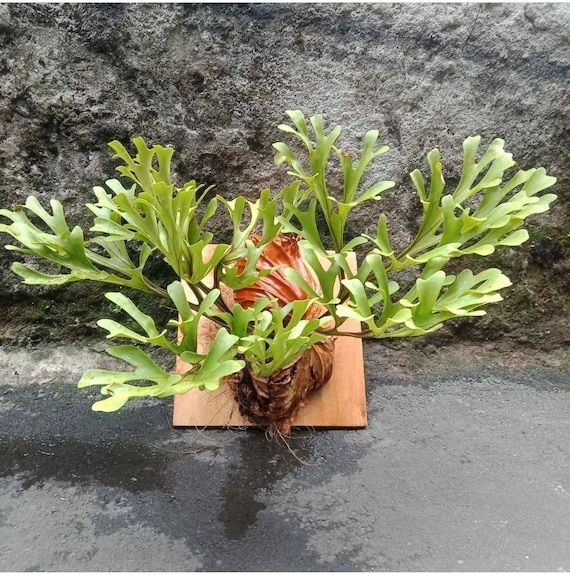 Platycerium Ridleyi Etsy De Platycerium Ridleyi Etsy De