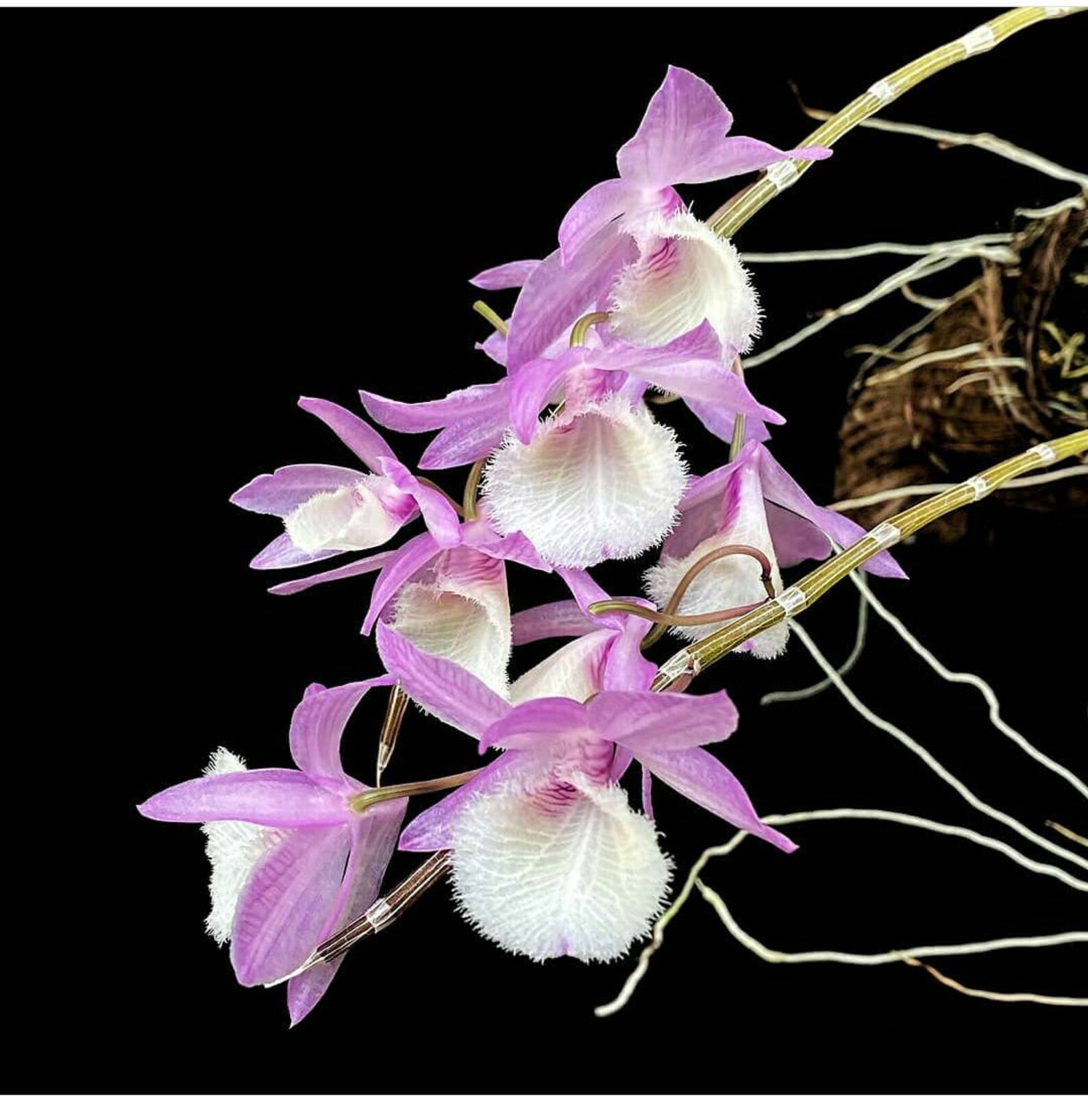 Dendrobium Aphyllum Orchid Etsy