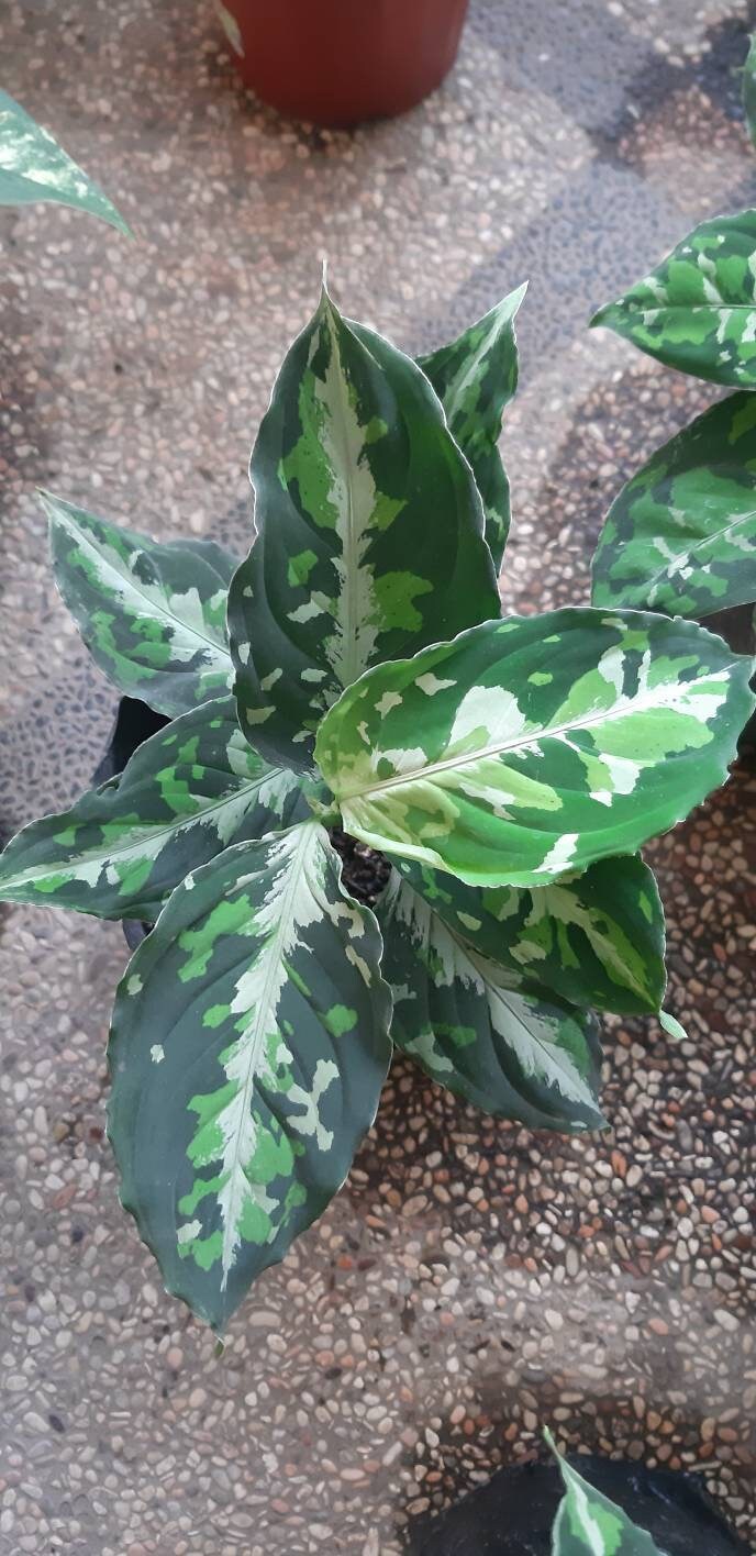 Details about   10 Plants Pack of AGLAONEMA Pictum Tricolor Special Price 