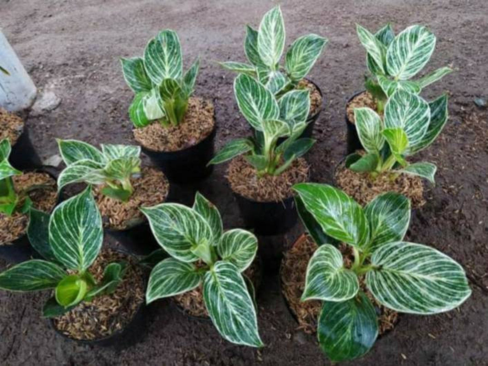 Philo Birkin Tropical Plant FREE PHYTO Etsy