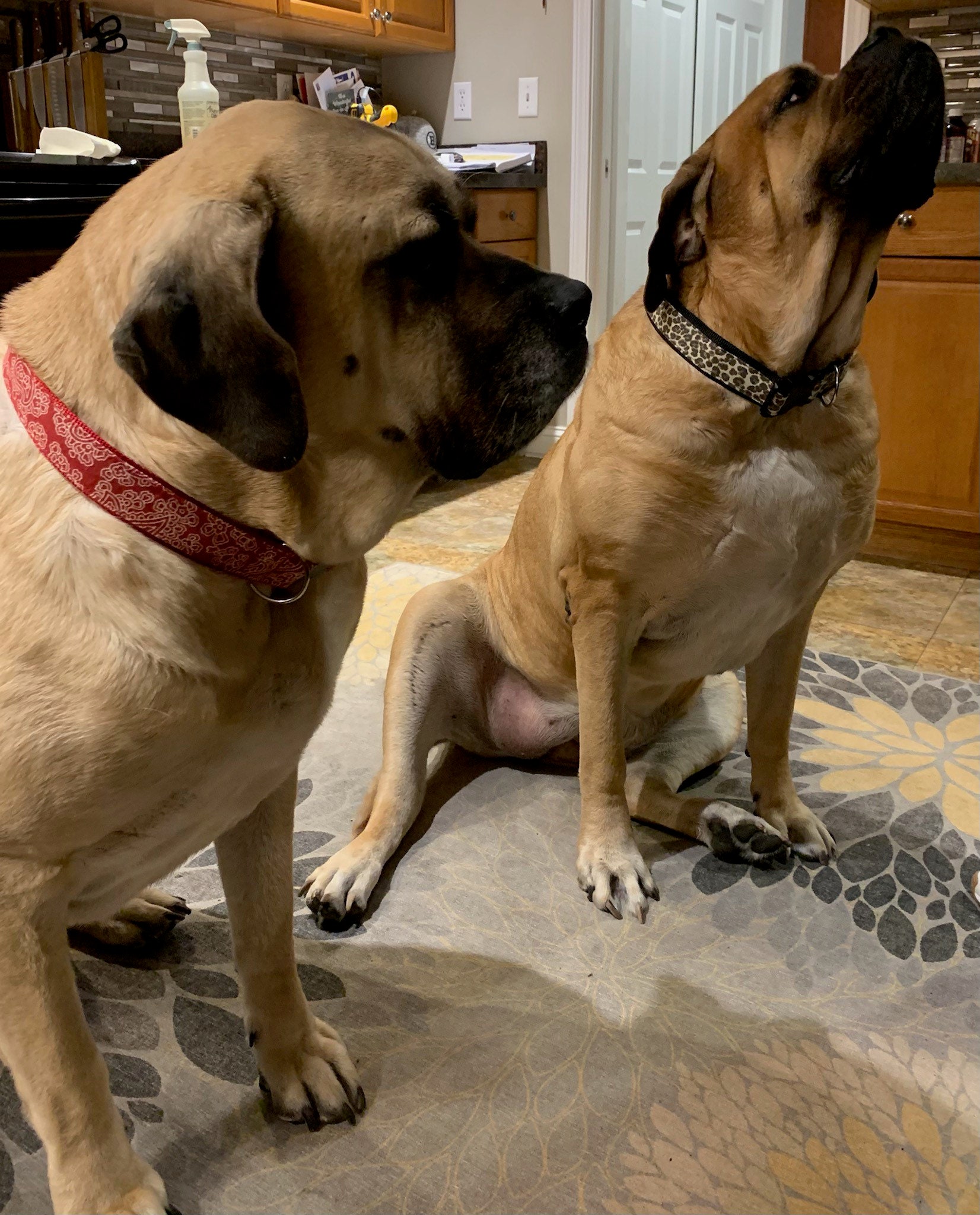 Extra Large Breed Dog Collar for English Mastiff Dog Collar for Saint Bernard Dog Collar for