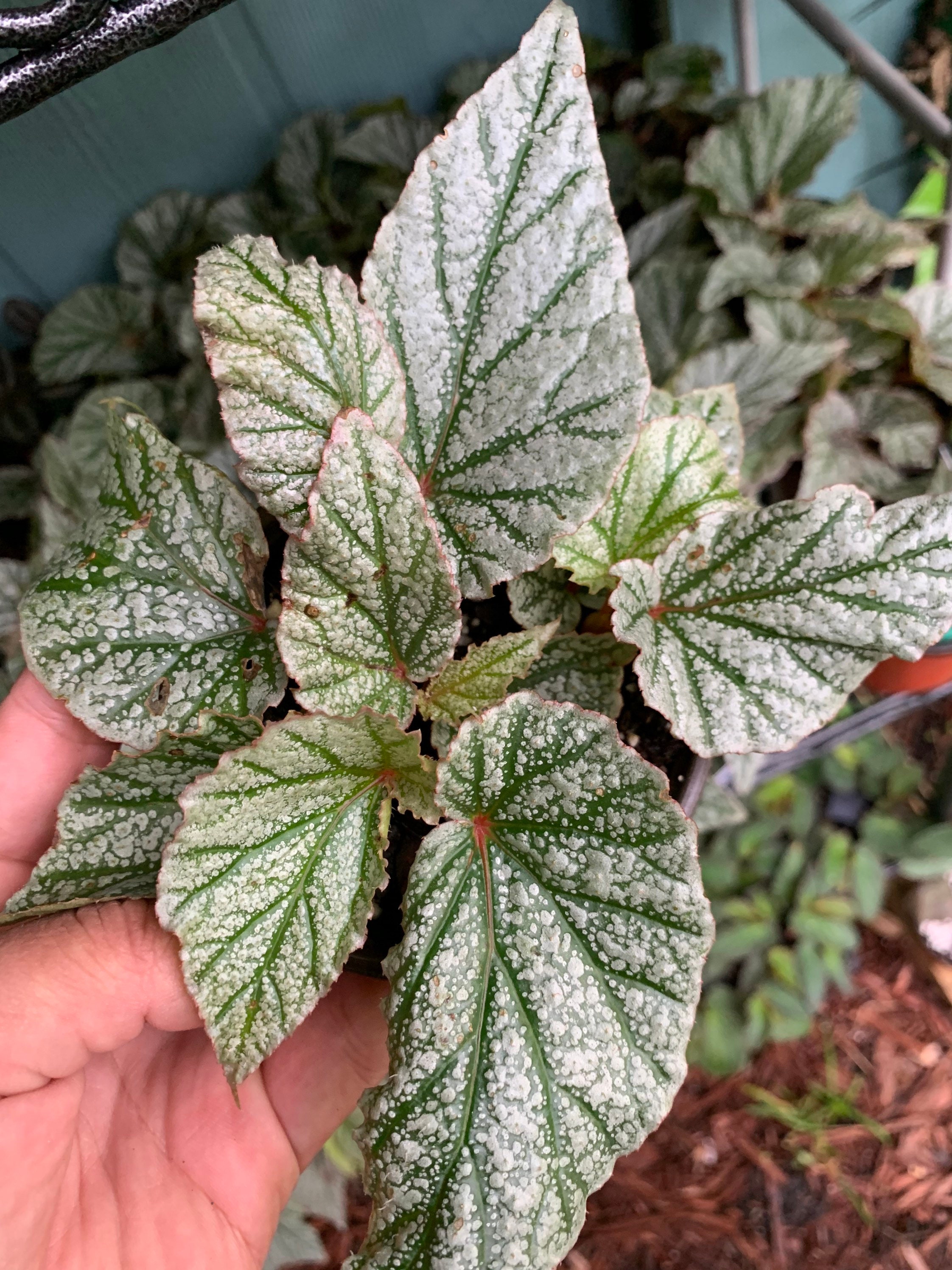 Angel Wing Begonia Frosty 3 pot Etsy