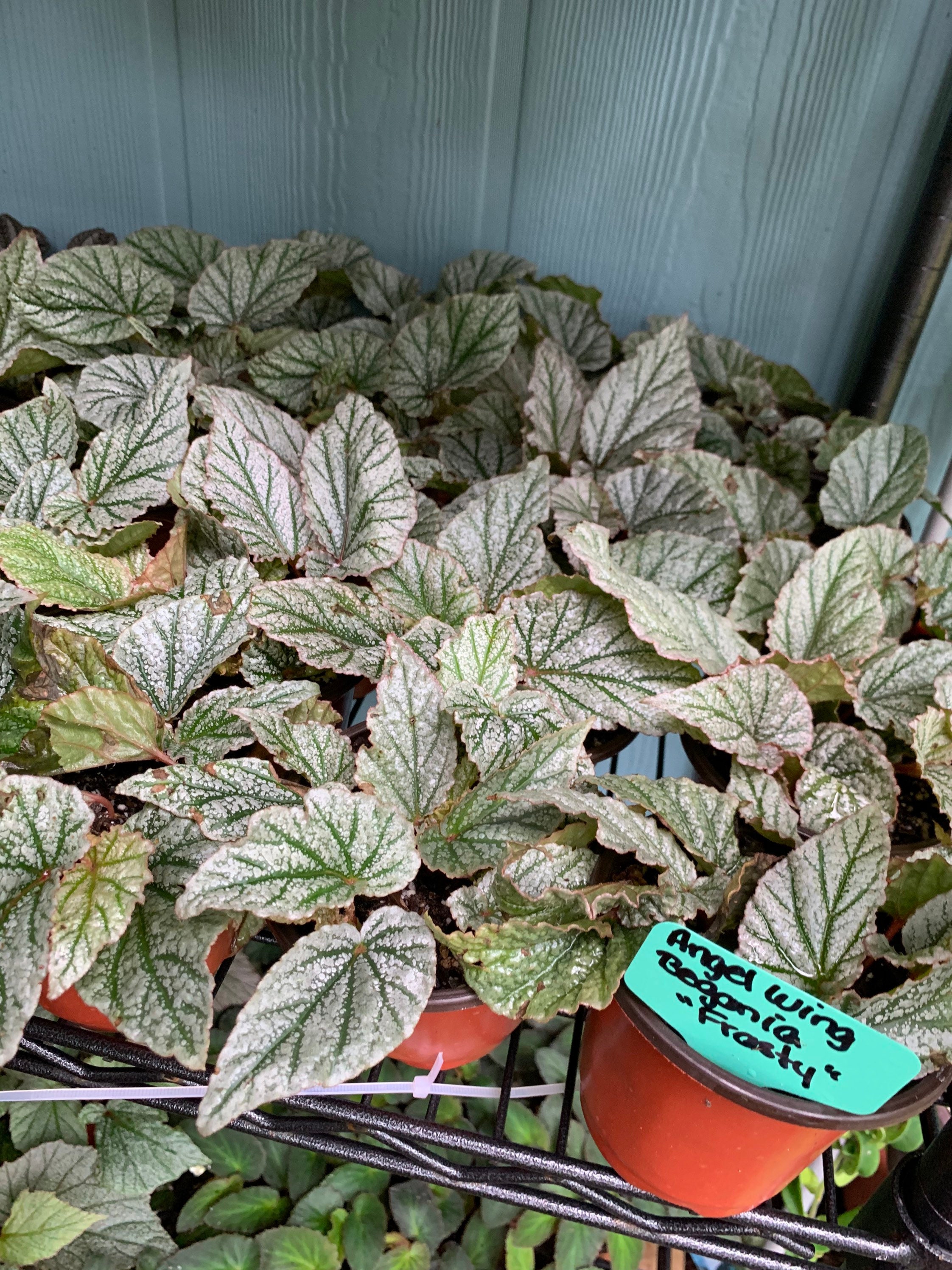 Angel Wing Begonia Frosty 3 pot Etsy