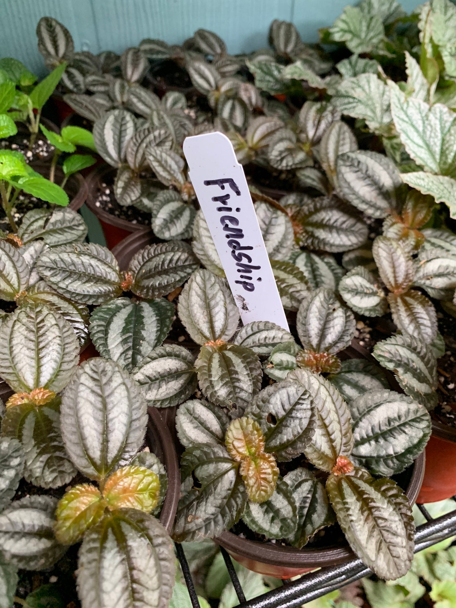 Pilea Involucrata Friendship Plant 3 | Etsy