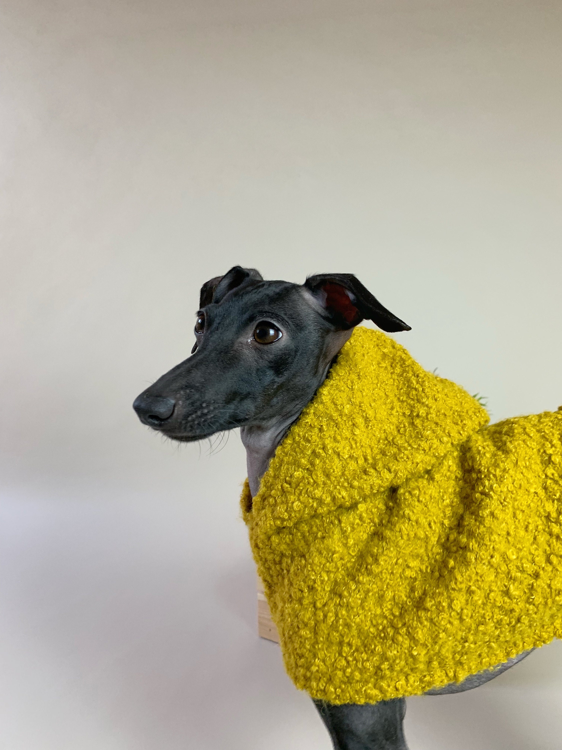 Italian Greyhound Coat Winter Jacket Cozy and Warm Etsy Ireland