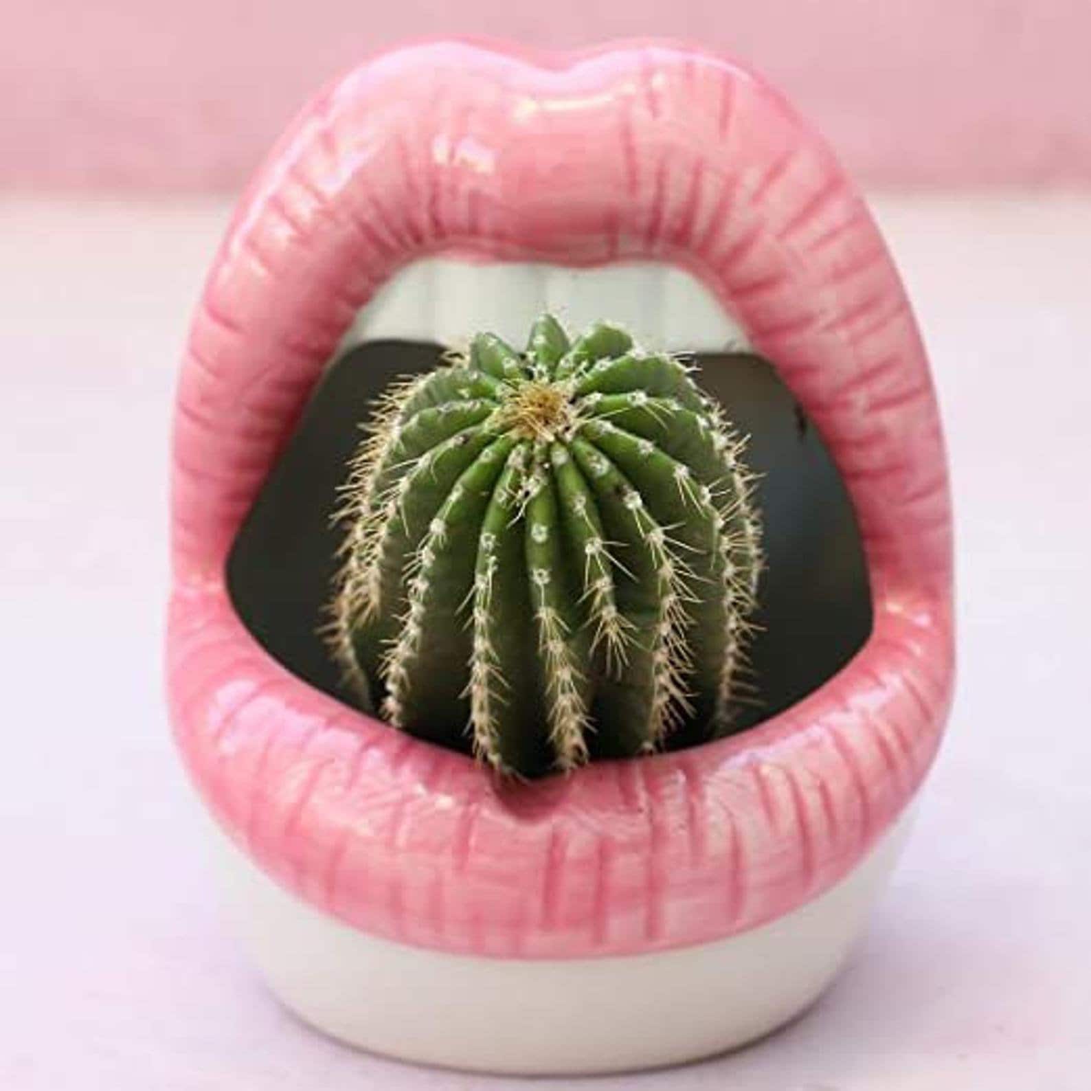 Lips succulent planter ceramic lips planter open mouth  etsy