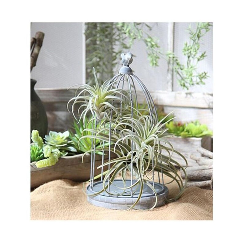 Faux Tillandsia for DIY Garden Faux Air Plants Artificial Etsy